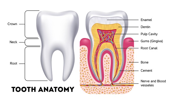 Tooth Anatomy - Dental tooth design & layers